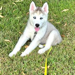Adin - Gray and white male Siberian Husky puppy in Collins, Iowa from Homegrown Huskies