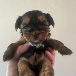 Pop Tart - Black and tan female Yorkshire Terrier puppy in Rathdrum, Idaho from CDA Heavenly Yorkies