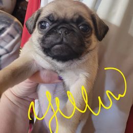 Yellow collar - Fawn female Pug puppy in Brush Prairie, Washington from Paradise Peaks