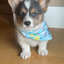 Kay - Blue female Pembroke Welsh Corgi puppy in Mount Carmel, Tennessee from Hidden View Farm