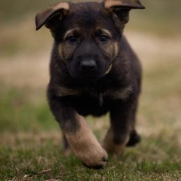 Tyedye collar - Sable female German Shepherd puppy in Prospect, Connecticut from Di Massimo Canile