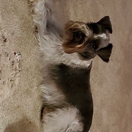 Ivy - Miniature Schnauzer