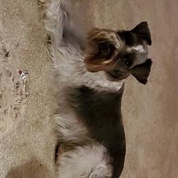 Ivy - Miniature Schnauzer