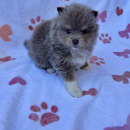 Royce - Lavender male Pomeranian puppy in Inola, Oklahoma from My Bella’s Pomeranians