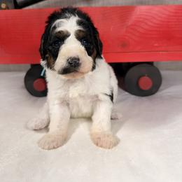 Prancer - Parti female Poodle puppy in Luana, Iowa from Country View Bernedoodles and Goldendoodles