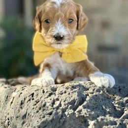 Rowan (Yellow) - Red  male Goldendoodle puppy in St. George, Utah from Dashing Doodle Pups