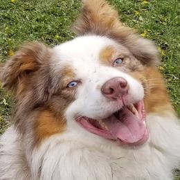 Nitro - Australian Shepherd