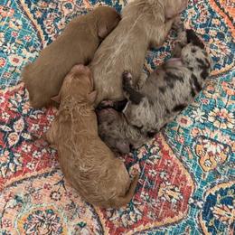 Female 2 - Red female Bernedoodle puppy in Clovis, California from Delta Doodless