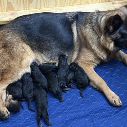 Girl 6 - Black and red female German Shepherd puppy in Wyoming, Michigan from Big Jones Kennels