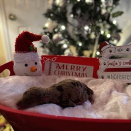 Daisy - Brown female Poodle puppy in Mtn Rest, South Carolina from Stocktons Doxies & Poodles