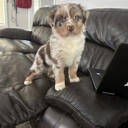 Australian Shepherd Puppies from Lovable Little Aussies