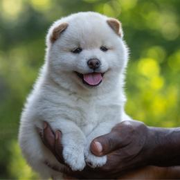 Boy 3 - Cream male Shiba Inu puppy in Hephzibah, Georgia from Evenfalls Shiba Inu