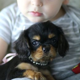Cavalier King Charles Spaniel Puppies from Applewood Cavaliers