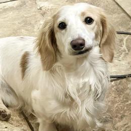 Tater Tot - Dachshund