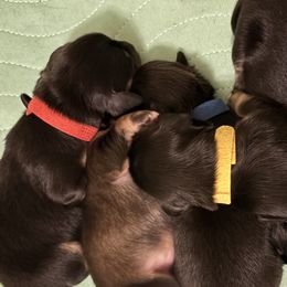 Dachshunds from Smokehouse Doxies