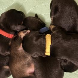 Dachshunds from Smokehouse Doxies