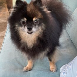Amari - Pomeranian