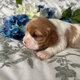 Boy 2 - Blenheim Cavalier King Charles Spaniel puppy in Mt. Ulla, North Carolina from Divine Cavaliers