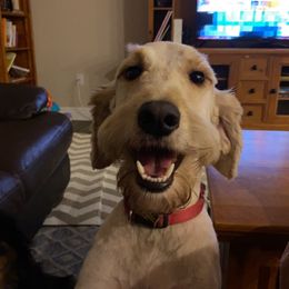 Goldendoodle All Grown Up from Spring Prairie Doodles