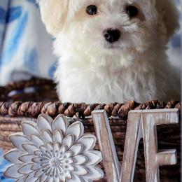 Maltipoo Puppies from Little Cupcakes and Pumkins Maltipoos