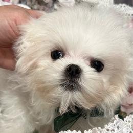 Koby - White male Maltese puppy in San Diego, Temecula, Ontario, California from Yorkie & Maltese Royalty