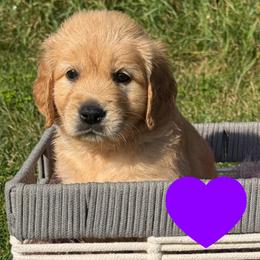 Betsy (Dark Purple) - Golden female Golden Retriever puppy in Cadillac, Michigan from K & M Golden Retrievers