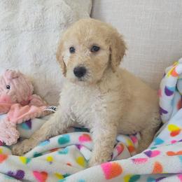 Georgie - Cream female Goldendoodle puppy in Wauseon, Ohio from Medium Labradoodles 🐾