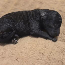 Clover - Black female Labradoodle puppy in Clinton, Ohio from P&L Doodles