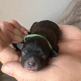 Green Male - Black male Shihpoo puppy in Asheboro, North Carolina from Southern Bred Pups