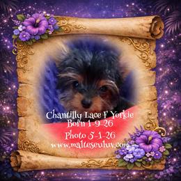Chantilly Lace - Black and gold female Yorkshire Terrier puppy in Silverhill, Alabama from Malteseuluv’s Tiny Treasurers
