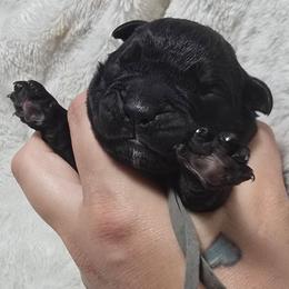 Gray Collar - Black male Cane Corso puppy in Granbury, Texas from La Muerte Corso Kennel