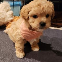 Peach collar female - Liver and white female Shihpoo puppy in Williamsville, New York from Nell’s Doodle & Dolls