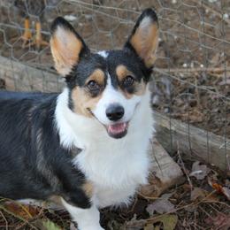 Cinnamon - Pembroke Welsh Corgi