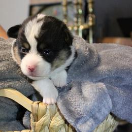 Sharkey - Black and tan male Pembroke Welsh Corgi puppy in Purcellville, Virginia from Rhone River Farm Pembroke Welsh Corgis