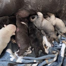 French Bulldog puppies from Front Porch Frenchies