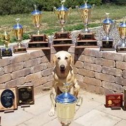 German Shorthaired Pointers and Labrador Retrievers from Kevin Eskam
