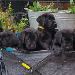 Labrador Retriever Puppies from Labs4Ever Labradors