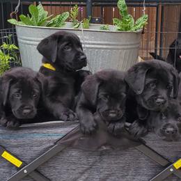 Labrador Retriever Puppies from Labs4Ever Labradors