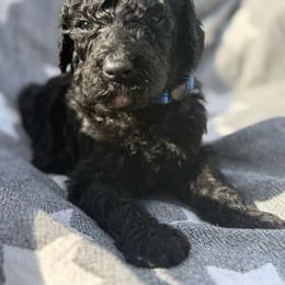Jackson - Black male Poodle puppy in Dayton, Washington from Country Sundance Poodles