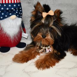 Daisy - Black and gold Yorkshire Terrier puppy in Maple Heights, Ohio from Yorkiesllc