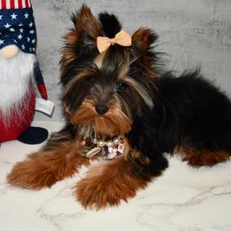 Daisy - Black and gold Yorkshire Terrier puppy in Maple Heights, Ohio from Yorkiesllc