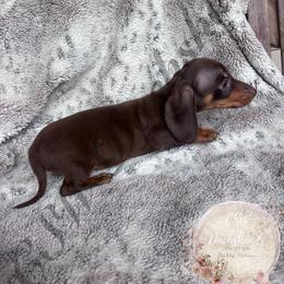 Autumn - Chocolate and tan female Dachshund puppy in Lufkin, Texas from CSW Dachshunds