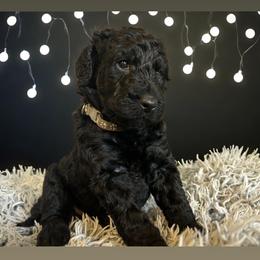 Assorted Doodle Crosses and Golden Aussiedoodle Puppies from Maria's Pups