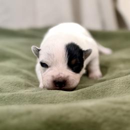Megatron - Blue male Australian Cattle Dog puppy in Rosharon, Texas from 4Surge Cattle Dogs