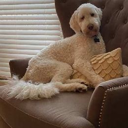 Poodle All Grown Up from Middle Earth Standard Poodles