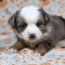 Valentina - Blue merle female Toy Australian Shepherd puppy in Liberty Hill, Texas from Pistol Paws Aussies