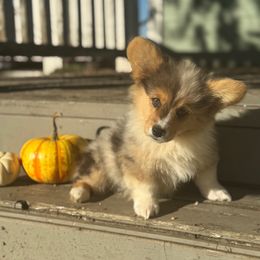 Seven (Fluffy) - Blue merle and white male American Corgi puppy in East Oakdale, California from Rhettro Kennels