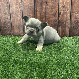 French Bulldog Puppies from Nook Frenchies