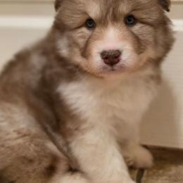 Megumi - Red and white male Siberian Husky puppy in Buckeye, Arizona from Anime Huskies