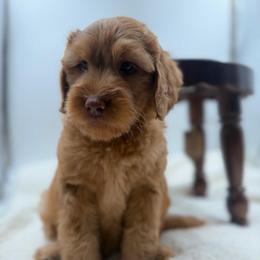 Grey boy - Red  male Goldendoodle puppy in Hollister, Missouri from Wild Acres Goldendoodles